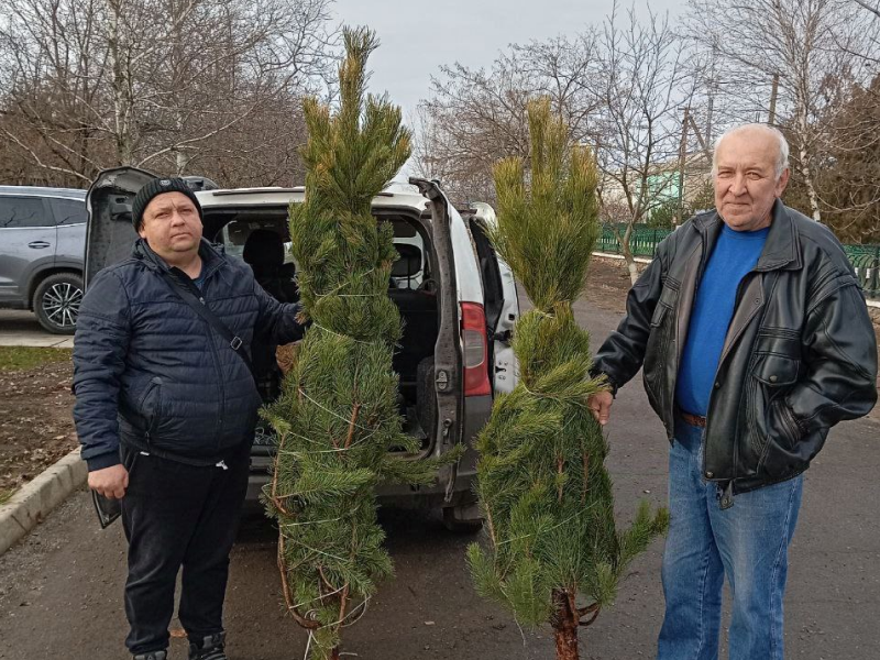 В образовательные учреждения Каховского округа доставили живые ели.