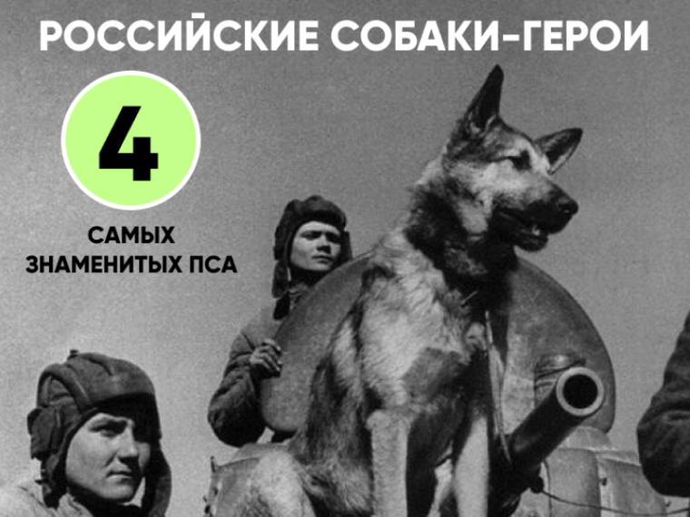 Сегодня, в День собак, мы вспоминаем героизм и преданность наших четвероногих друзей, которые не только верные компаньоны, но и настоящие герои. Сегодня, в День собак, мы вспоминаем героизм и преданность наших четвероногих друзей, которые не только верные компаньоны, но и настоящие герои.