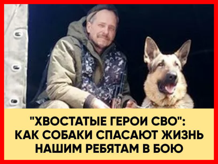 Сегодня, 26 августа, отмечается День собак. Сегодня, 26 августа, отмечается День собак.